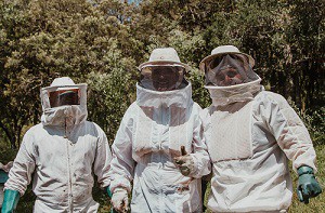  Wespennest bestrijden